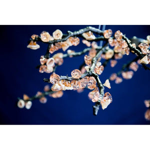 DV3953 ALMOND - Alan Mizrahi Lighting