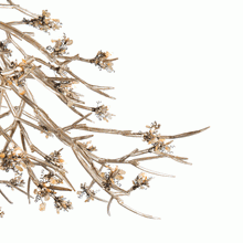 DV5623 BLOOM VIVANT - Alan Mizrahi Lighting