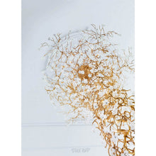 KA1917 CORAL FUNNEL - Alan Mizrahi Lighting